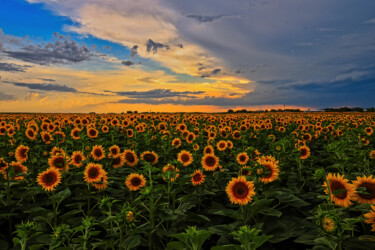 Sonnenblumen