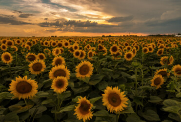 Sonnenblumenfeld