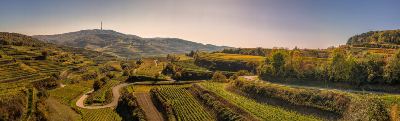 Weinberge Breisgau