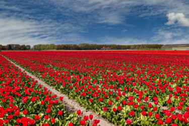 Tulpenfeld