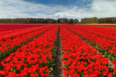 Rote Tulpen