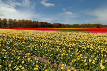 Tulpenfeld