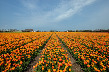 Tulpenfeld Oranj