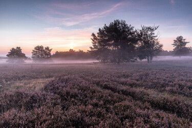 Mehlinger Heide-früh am morgen.