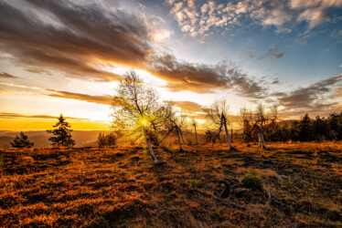 Schwarzwaldbild bei Sonnenaufgang.
