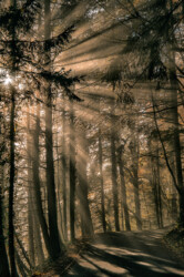 Lichtstrahlen.