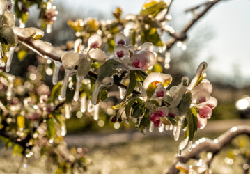 Eisblüten.