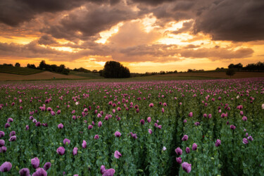 Mohnblumen mit Sonnenuntergang Wolken.