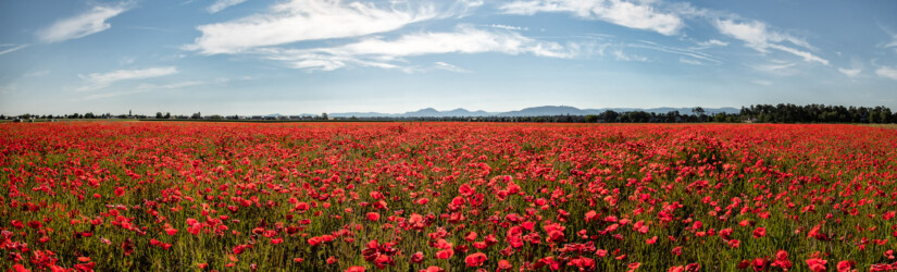 Mohn Panorama.