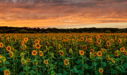 Sonnenblumen.