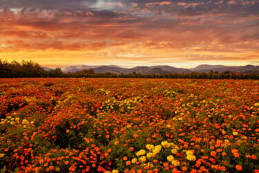 Tagetes Blumen.