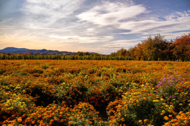 Blühende Tagetes.