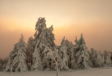 Nebel mit Sonnenaufgang.