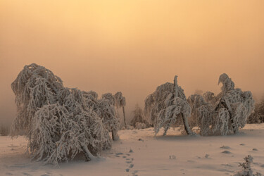 Nebel mit Sonnenaufgang II.