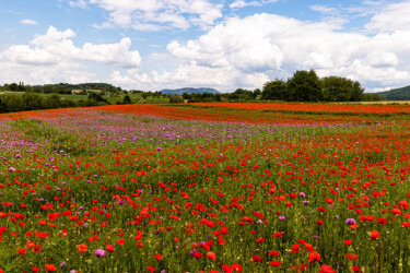 Mohn Rot und Blau.