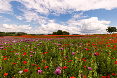 Blauer und roter Mohn.