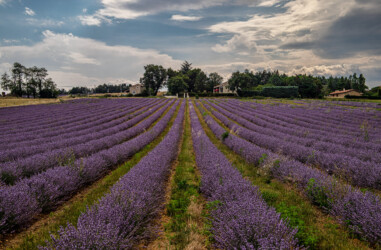 Provence-Lavendelfeld.