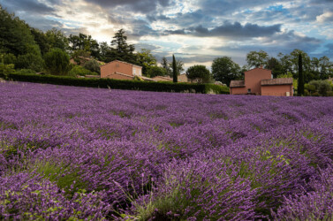 Provence-Lavendel.